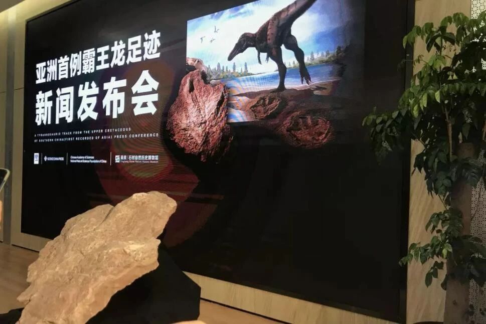 中國發(fā)現(xiàn)霸王龍足跡，收藏于南安水頭鎮(zhèn)英良世界石材自然歷史博物館