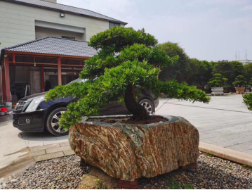 晏輝：用石材做的花盆真的人見人愛，每一款都獨具味道