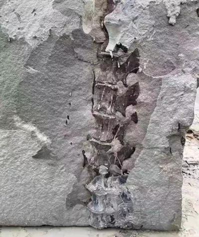 四川隆昌青石礦山挖出古生物化石，專家初步分析為恐龍化石！