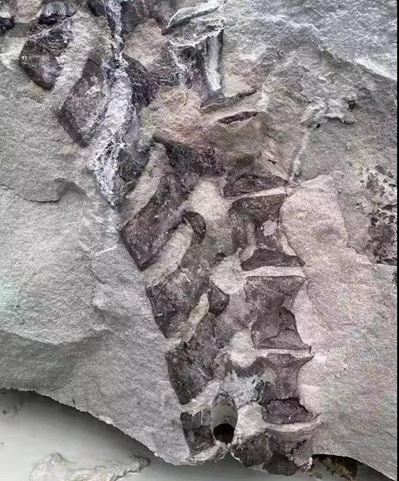 四川隆昌青石礦山挖出古生物化石，專家初步分析為恐龍化石！