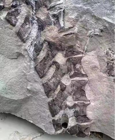 四川隆昌青石礦山挖出古生物化石，專家初步分析為恐龍化石！