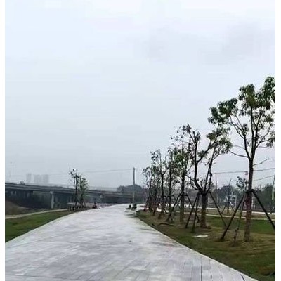麻城白麻是園林廣場應(yīng)用的?？?/></a>
<div><a  title=